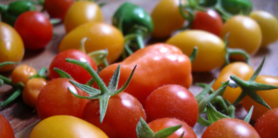 Tomaten und Chilli aus Eigenanbau