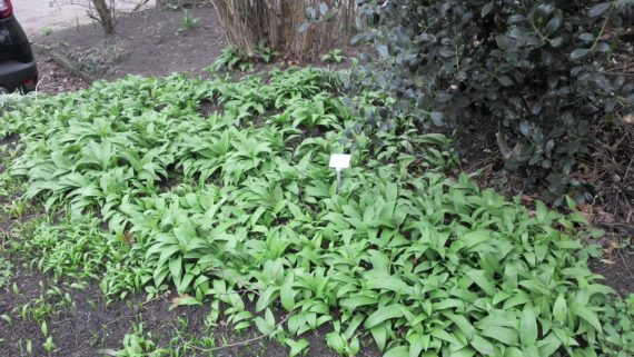 Bärlauch in Huchting