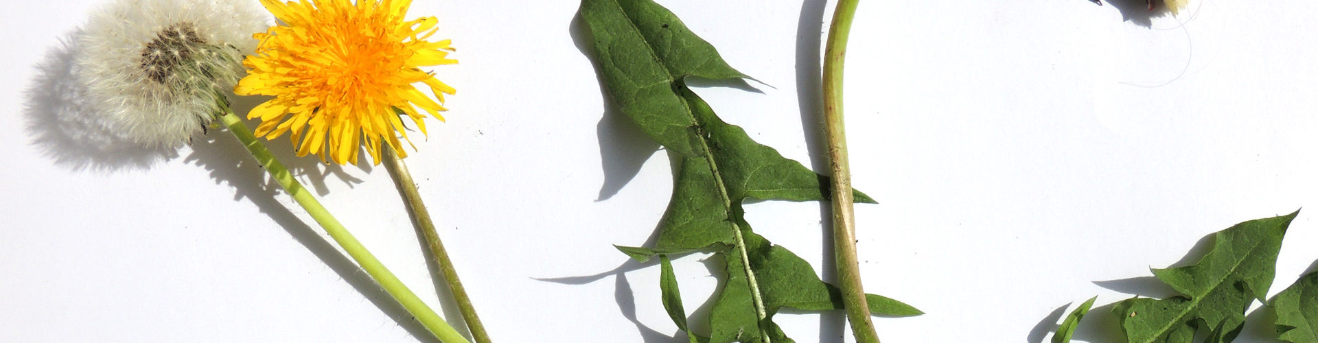 Löwenzahn Blatt Blüte und verblüht