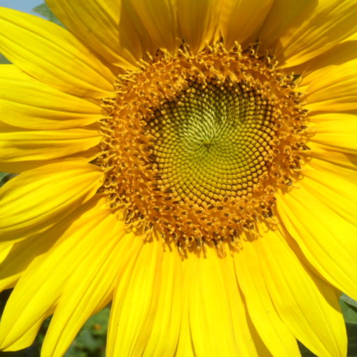sonnenblume