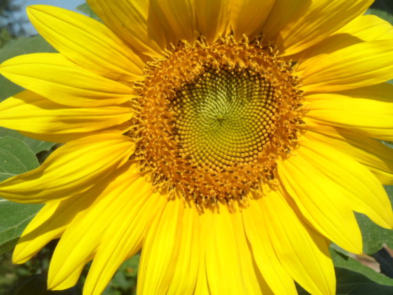 sonnenblume