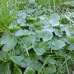 Scharbockskraut ohne Blüte