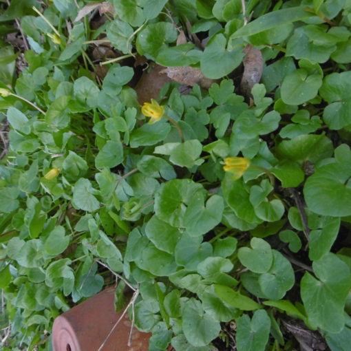Scharbockskraut mit Blüte