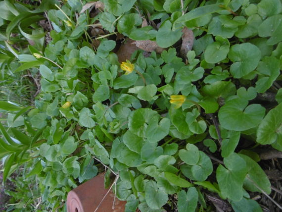 Scharbockskraut mit Blüte