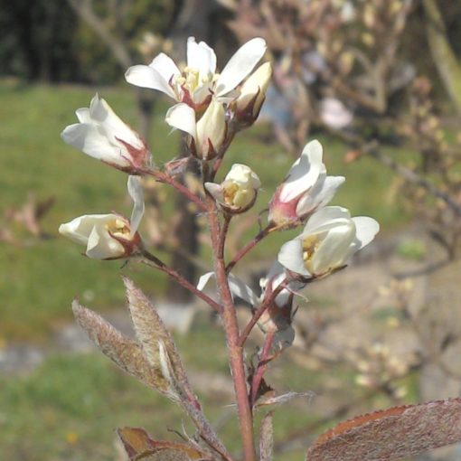 Felsenbirnen-Blüte