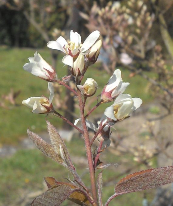 Felsenbirnen-Blüte