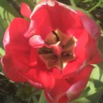 Tulpen-Innenleben