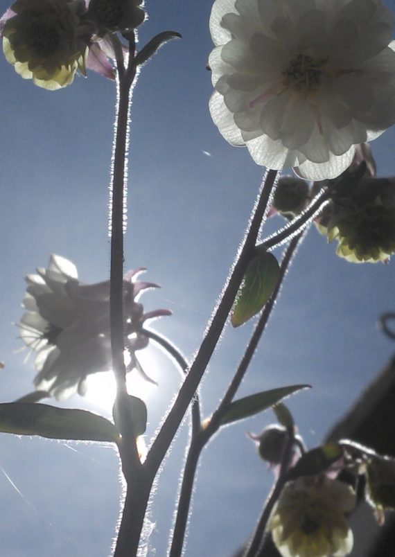 Akelei im Gegenlicht