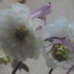 Viermal Akelei mit Besuch