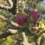 geschlossene Apfelblüte