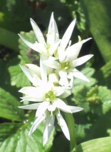 Bärlauchblüten
