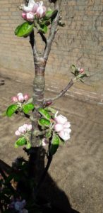 Winzigkleiner Apfelbaum