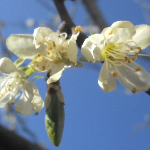 Ontario Pflaumenblüte