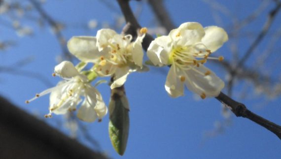 Ontario Pflaumenblüte