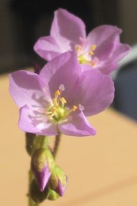 Sonnentau