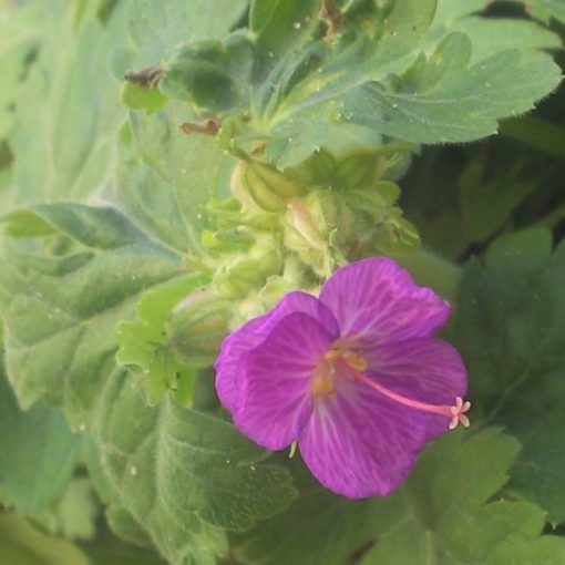 Storchenschnabel - einzelne Blüte