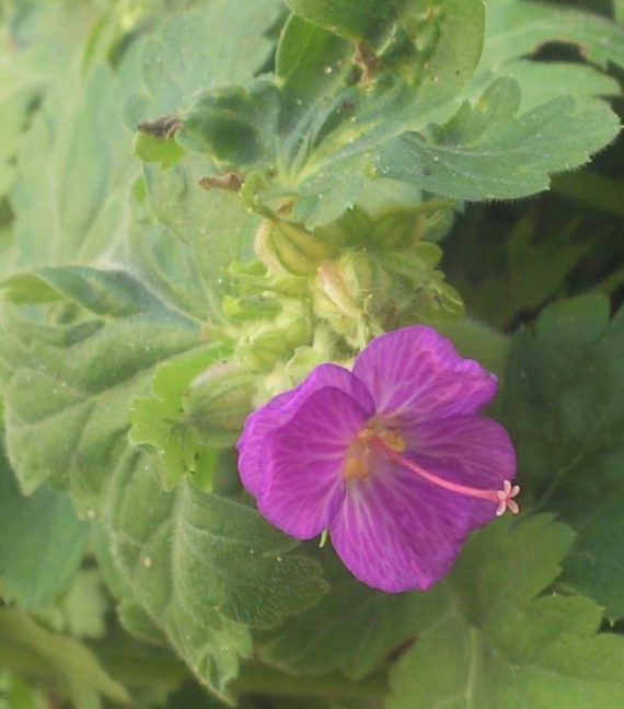 Storchenschnabel - einzelne Blüte