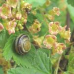 Blüten und Schneckchen