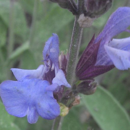 Zwei Salbei-Blüten ganz nah
