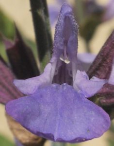 Salbeiblüte einzeln