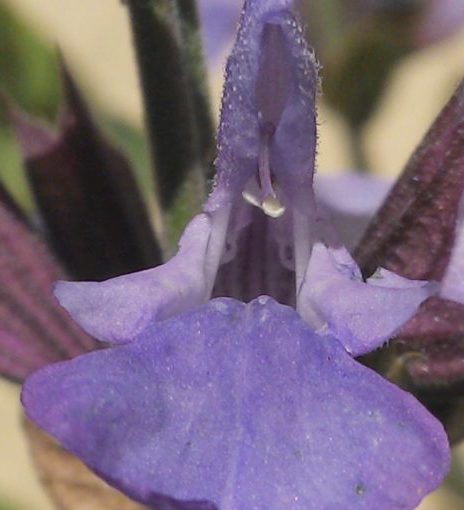 Salbeiblüte einzeln