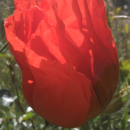 Leuchtwundermohn