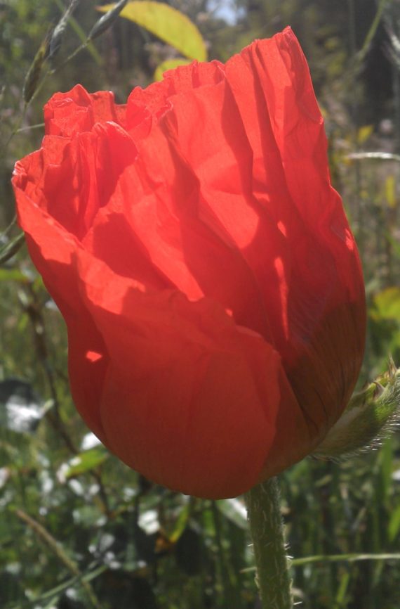 Leuchtwundermohn