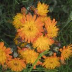 Habichtskrautblütenwirrwarr