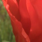 Faltenwurf - Mohnblüte