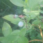 Echte Bärentraube- nee gelogen - Blaubeere