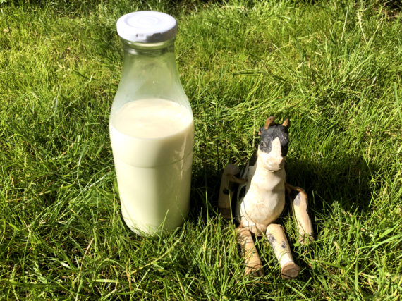 Milchflasche mit Kuh