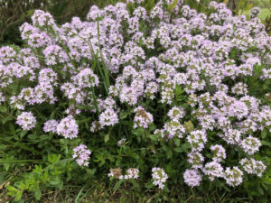 Thymian blühend