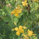 Unbekanntes Giftkraut