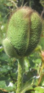 geschlossene Mohnblüte