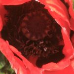 tiefer Blick in die Mohnblüte