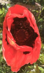 Blick in die Mohnblüte