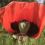 Halbe Blüte mit Samenkapsel