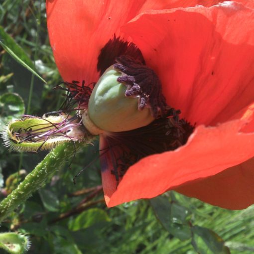 Beitragsbild Mohn