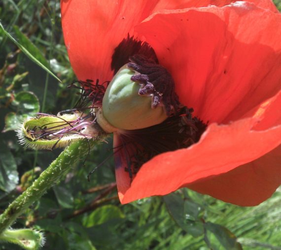 Beitragsbild Mohn