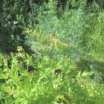 vorne Süßdolde hinten Weinraute