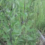 bittersüßer Nachtschatten