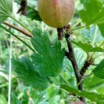 unreife Stachelbeeren