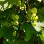 unreife rote Johannesbeeren