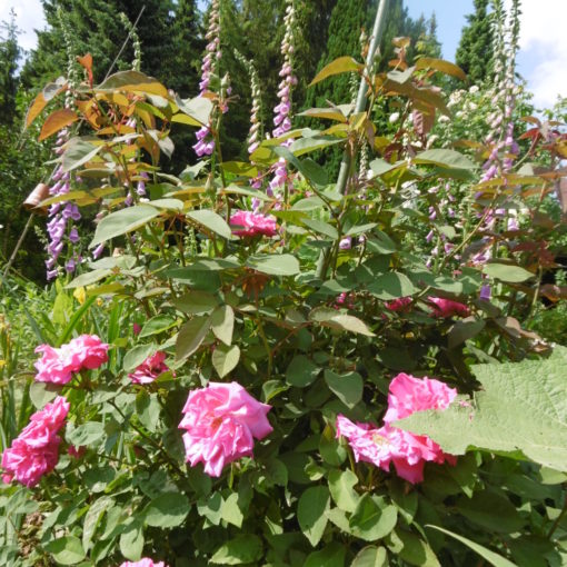 Blütenfülle im Juni