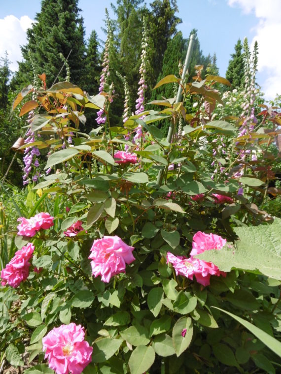 Blütenfülle im Juni