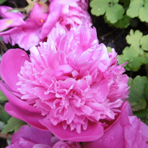 Pfingstrosen - Fülle