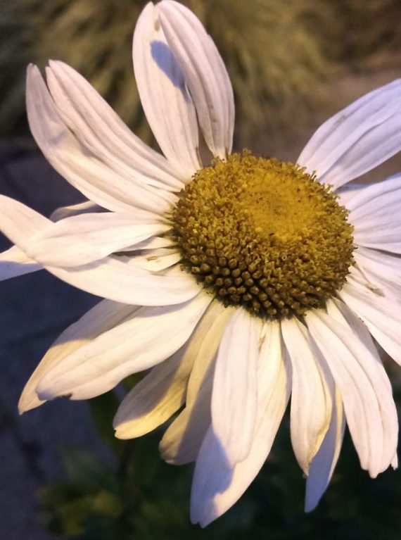 Magerwiesenmargerite