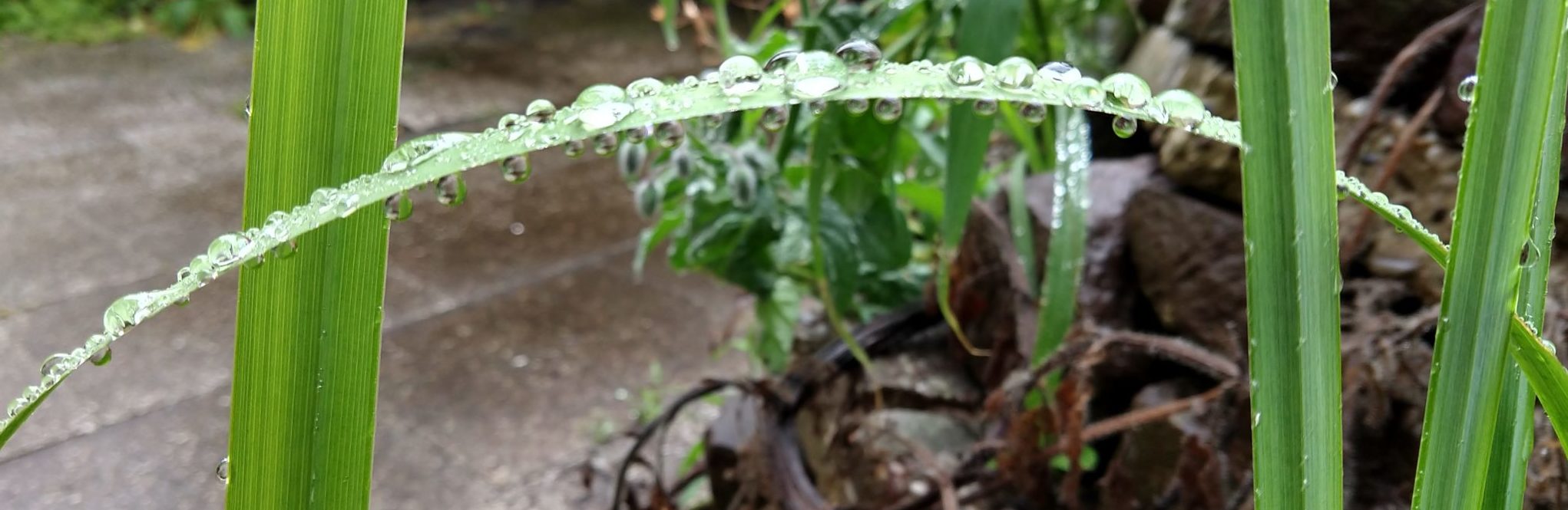 Grashalmbrücke - bestimmt rutschig