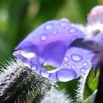 Boretschblütenblatt - fast durchsichtig