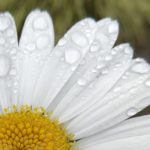 Magerwiesenmargerite - nass